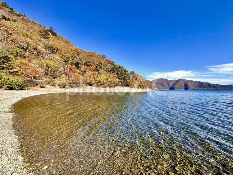 紅葉と本栖湖の秋景色 本栖湖,自然,風景の写真素材
