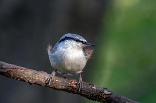 ゴジュウカラ ゴジュウカラ ゴジュウカラ,鳥,野鳥の写真素材