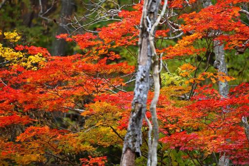 紅葉 紅葉の写真
