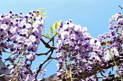 藤の花と空 藤の花と空の写真
