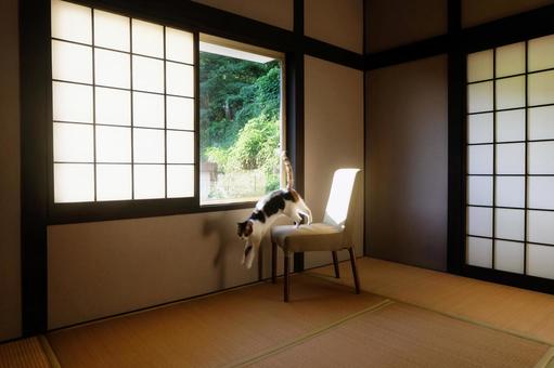 和室と猫_29 和室と猫_29 ねこ,猫画像,和室の写真素材
