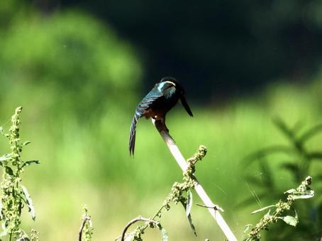 枯れ竹につかまりポーズをとるカワセミ 枯れ竹につかまりポーズをとるカワセミ 鳥,野鳥,カワセミの写真素材