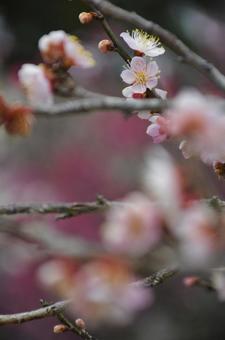 梅の花 梅の花の写真
