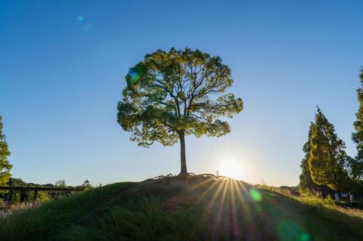 快晴とクスノキ 快晴とクスノキ クスノキ,クスの木,公園の写真素材