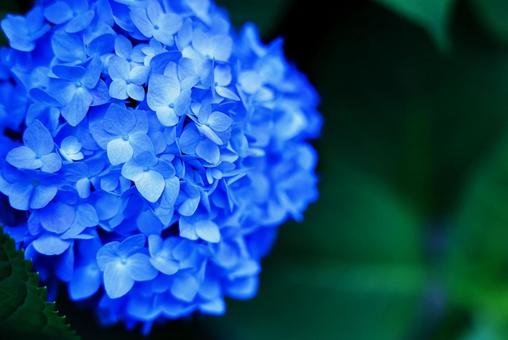 Photo, hydrangea, flower, blue, 