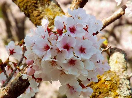 【桜の写真】桜が咲く風景 【桜の写真】桜が咲く風景の写真