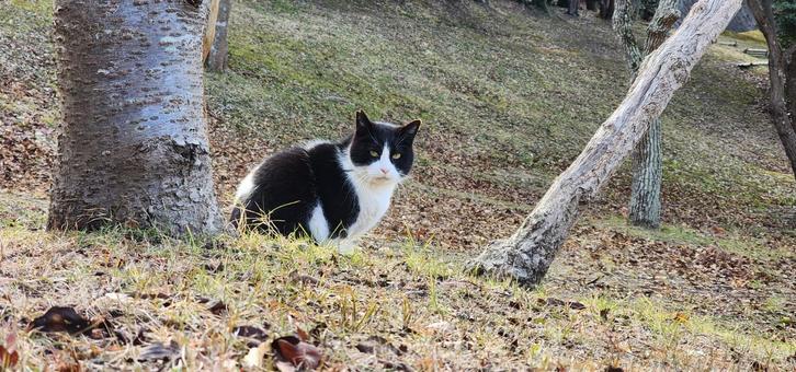 お猫様 お猫様 猫,ねこ,キャットの写真素材