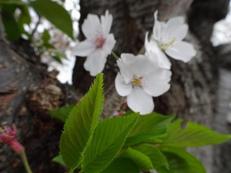 桜 桜の写真