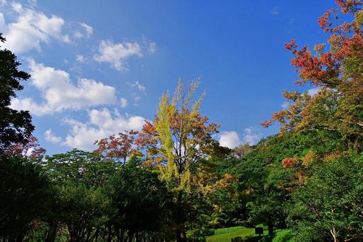 秋の始まり 秋の始まり 紅葉,始まり,秋の写真素材