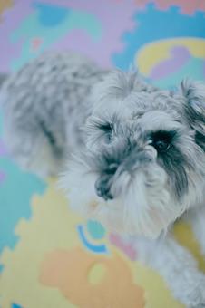 ミニチュアシュナウザー 犬,ペット,動物の写真素材