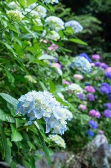 満開のアジサイ 満開のアジサイ あじさい,紫陽花,梅雨の写真素材