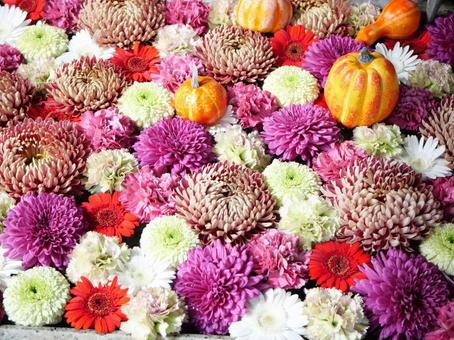 ハロウィンに向けて ハロウィンに向けて 鮮やか,花,ハロウィンの写真素材