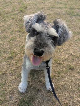 我が家のアイドル犬 おやつまだかな？ 犬,ミニチュアシュナウザー,シュナウザーの写真素材