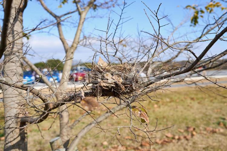 小さな鳥の巣 鳥の巣,枯れ木,落葉の写真素材