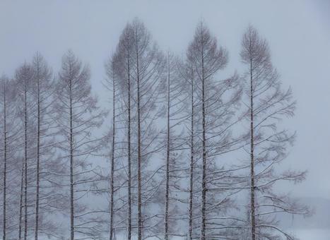 降雪の中に整然と佇むカラマツの冬景色 冬景色,降雪,カラマツの写真素材