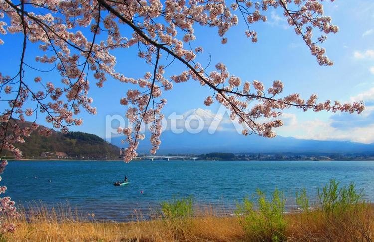桜と富士山と河口湖 桜,富士山,河口湖の写真素材