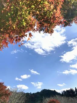 紅葉と空 天気,日差し,イメージ素材の写真素材