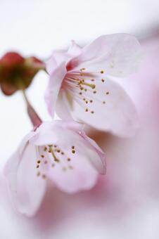 桜 桜の写真