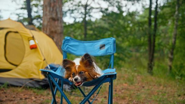 青い椅子とテントと犬の写真