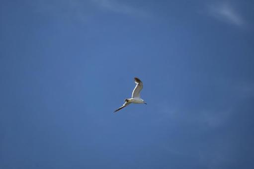 Photo, blue sky, wing, spread, 
