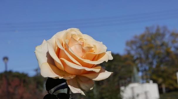 【花の写真】ばらの花 rose,植物,園芸の写真素材