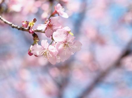河津桜咲いた♪ 河津桜咲いた♪の写真