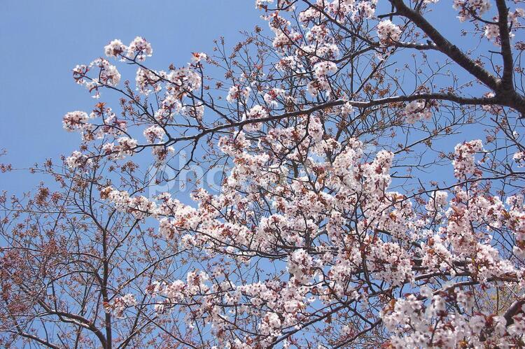 青空に映える満開の桜 さくら,さわやか,コピースペースの写真素材