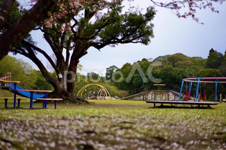 桜の花びらが散った公園 雨上がり,たくさん,春の写真素材