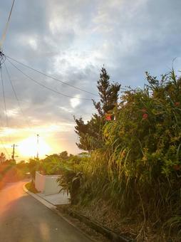 沖縄県 石垣島 夕暮れに観た空と植物 沖縄県 石垣島 夕暮れに観た空と植物の写真