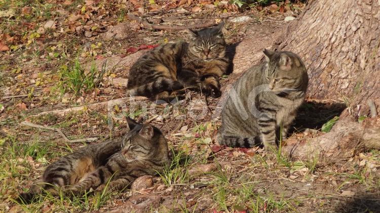 大木の根元で日向ぼっこするカワイイ猫様達 猫,キジトラ,仲良しの写真素材