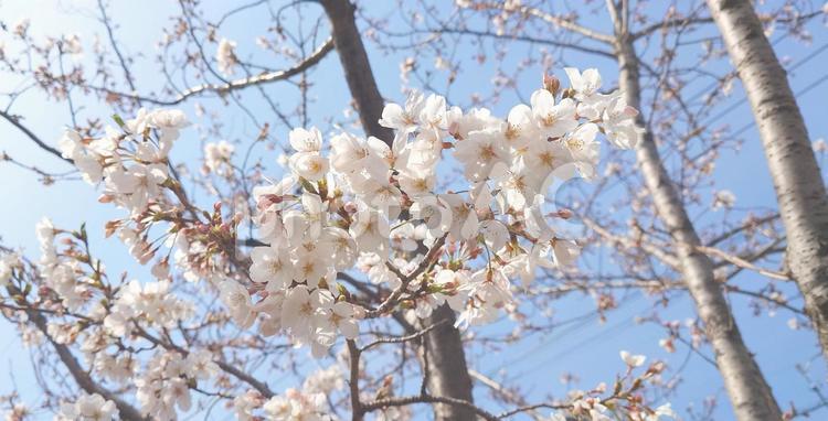 2024.04.06　桜7 桜,さくら,春の写真素材