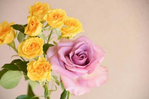 黄色と紫のばら 黄色と紫のばら 紫,黄色,花の写真素材