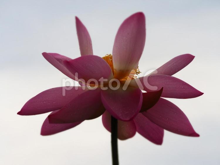 蓮の花　“中国古代蓮”　ピンクのハス 蓮,ハス,lotusの写真素材