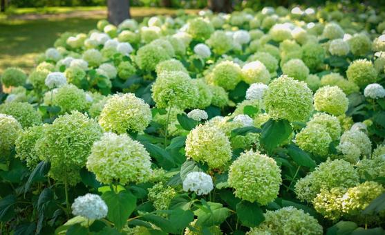 A field of white hydrangeas, JPG A field of white hydrangeas, JPG