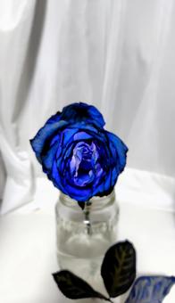 バラ バラ 薔薇,バラ,青いバラの写真素材