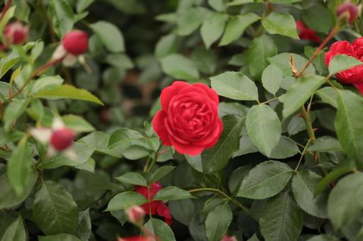 バラ園の赤い薔薇を撮った写真です バラ園の赤い薔薇を撮った写真です 花,薔薇,自然の写真素材