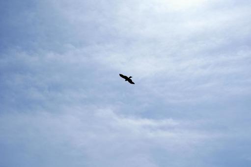 大空を舞う鳥のシルエット 大空を舞う鳥のシルエットの写真