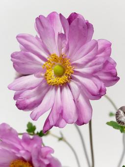 ピンク色のシュウメイギクの花 ピンク色のシュウメイギクの花の写真