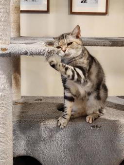 キャットタワーの猫 キャットタワーの猫 ネコ,動物,生き物の写真素材