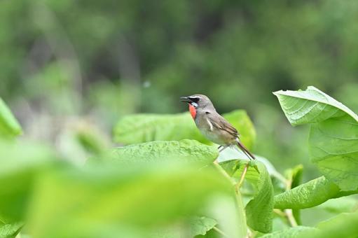 Photo, siberian rubythroat, wild bird, bird, 