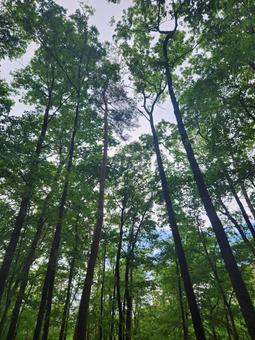 空に向かう木 空に向かう木の写真
