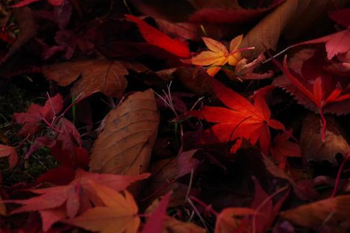 落ち葉の絨毯 落ち葉の絨毯 紅葉,もみじ,植物の写真素材
