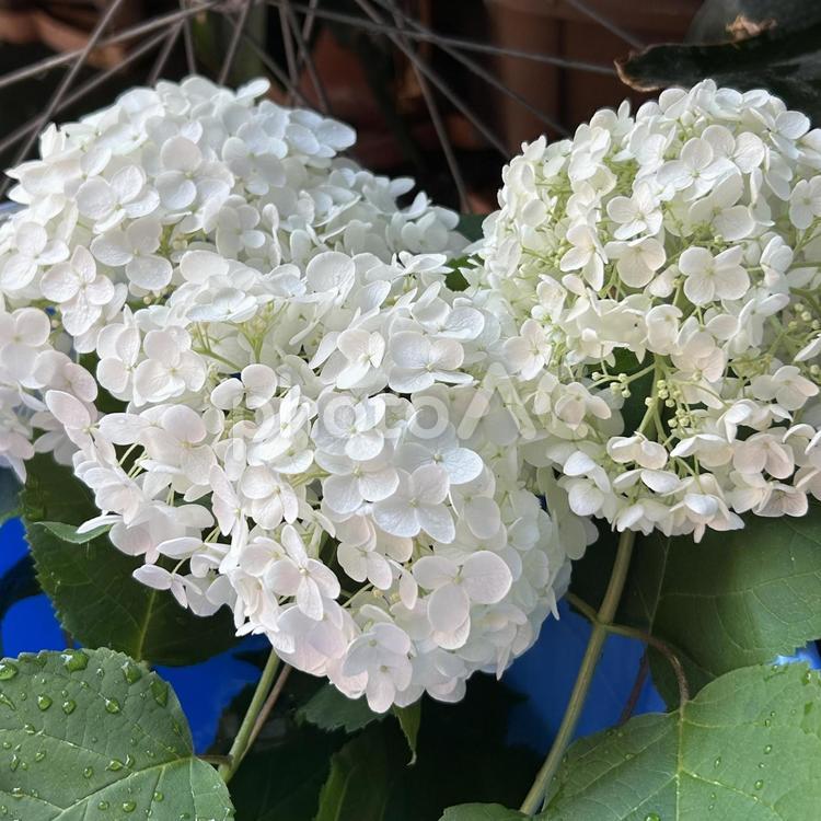 あじさい　雨に映える、やさしい彩り アジサイ,紫陽花,花の写真素材