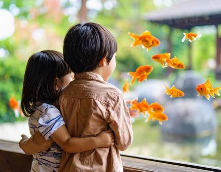 The eyes of a child watching a goldfish and their curiosity, goldfish, aquarium, child, JPG