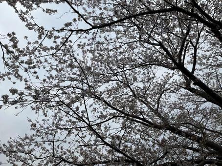 Photo, cherry blossoms, spring, sakura, 