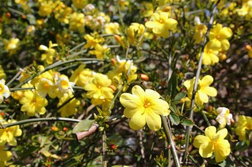 Photo, unnen sokay, flowers and trees, blooming landscape, 