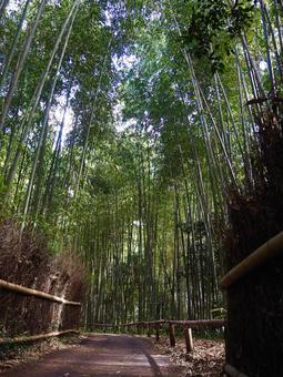 竹林の小径 竹林の小径 嵐山,京都,竹の写真素材
