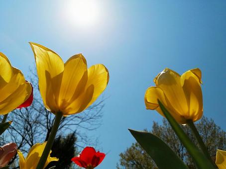 チューリップの花　春イメージ素材 チューリップ,庭,ガーデニングの写真素材