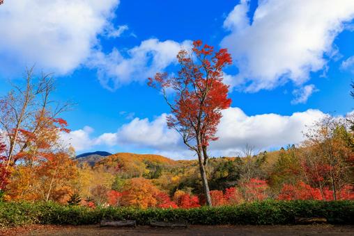 北海道の紅葉 北海道の紅葉 畑,緑の畑,十勝の写真素材