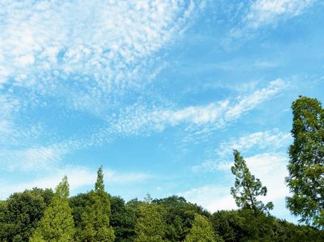 穏やかな空模様と森林の木々 穏やかな空模様と森林の木々 空模様,空,雲の写真素材